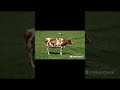 Животные которые попадут в рай #исламскаямудрость #ислам #знание #shortvideo #shorts #short