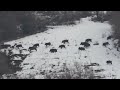 BÜYÜK SÜRÜ  /  WILD BOAR HUNTING ( big flock )