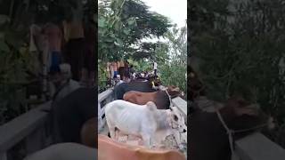 #cowcomedy #shortsfeed #trending #ytshorts #trendingshorts