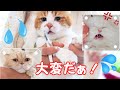 3匹の猫たちの爪切り!大鳴き!噛みつかれそうに!w 一大イベント!