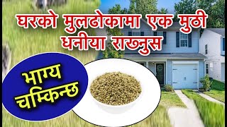 मुलढोकामा राखेको एक मुठी धनीयाले बदल्छ तपाईंको भाग्य/Astro Tips Dhaniya