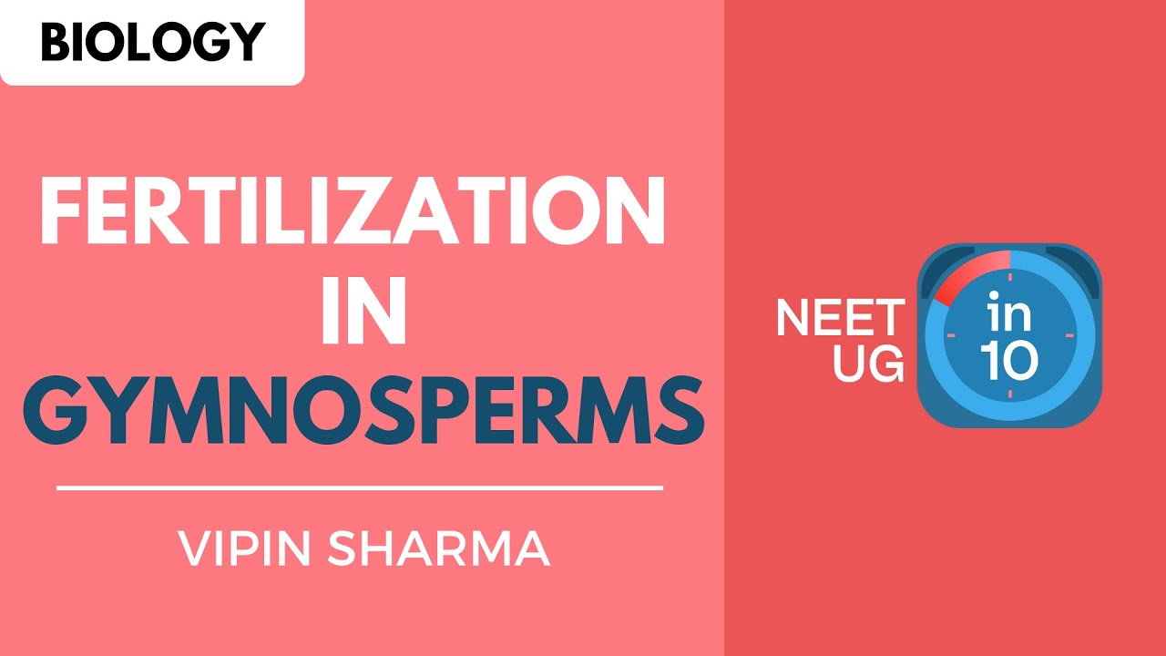 Fertilization in Gymnosperms NEET Biology NEET UG in 10 YouTube