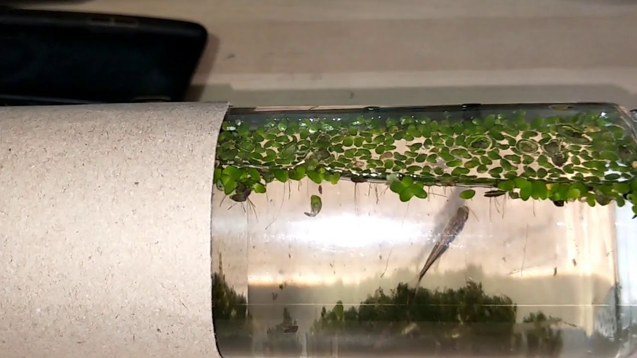 What happens when you use pond water for your fish tank. (Day 1) YouTube
