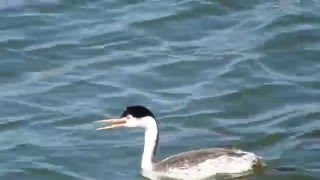 Clark's Grebe