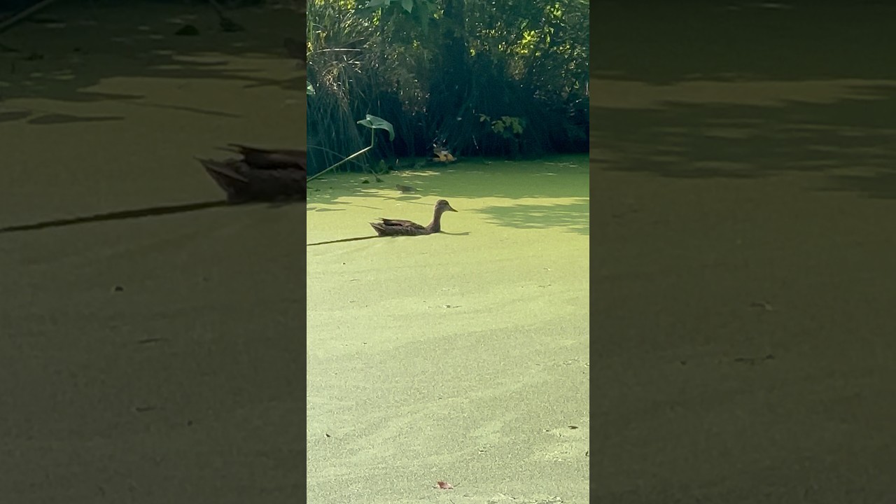 A duck makes its way through Prospect Park Lake in New York City thumbnail