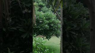 WhatsApp status song Mausam ki barish #whatsappstatus