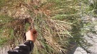 Rabbitbrush