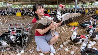 [TIMELAPSE] Farm Girl Holds Giant Muscovy Duck In Farm - Hundreds Of Ducks And Eggs