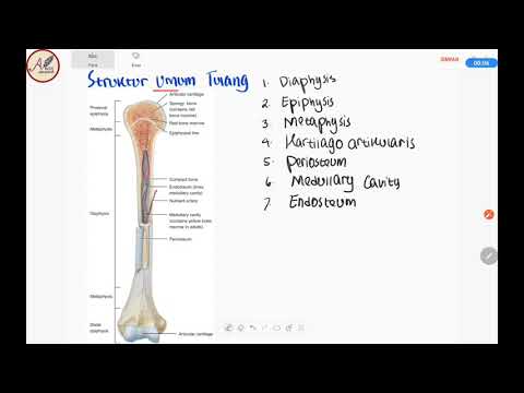 Anatomi Tulang: Struktur Umum Tulang