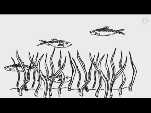 Video: Kako kokolitofori dobijaju hranu?