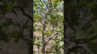 شجرة جوافة مشاء الله #جوافة #nature #طبيعة #morocco