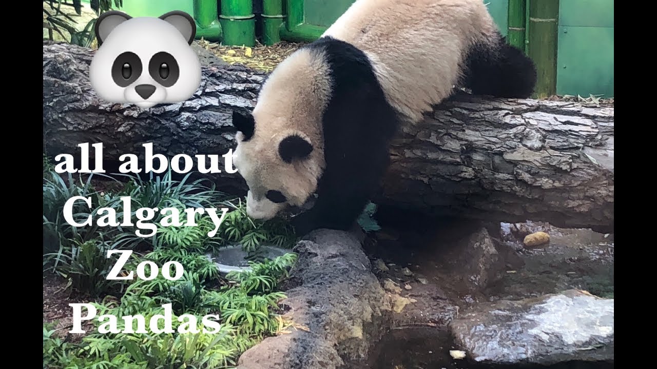 panda tour in canada