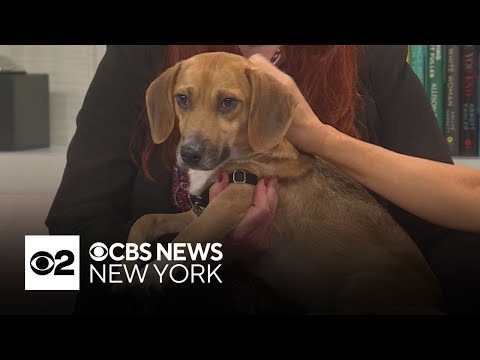 Furry Friend Finder: Meet Benny