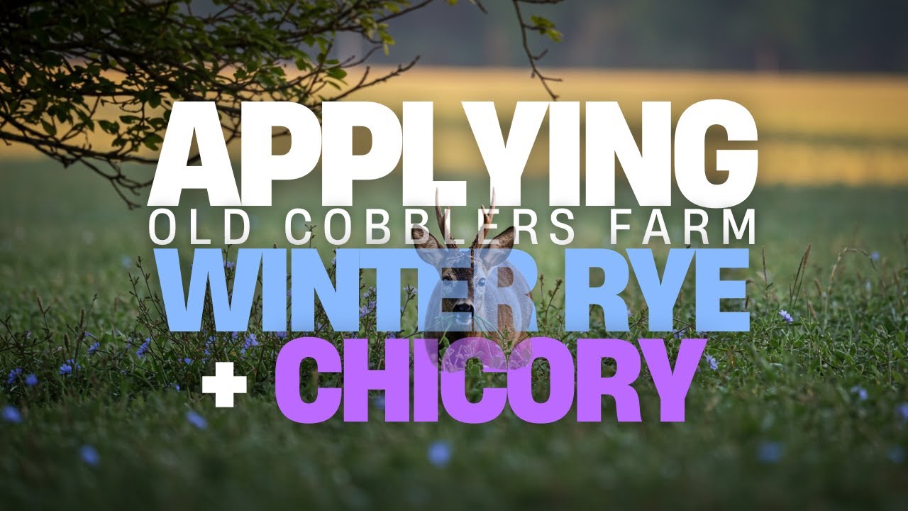 Broadcasting Winter Rye Over Clover for Wildlife Plots - How to use Old Cobblers Farm Winter Rye