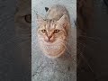 This escalated quickly#cute #cat #shorts #funnycat #kitten #catlife #pets #annimalsfunny #tiktokcats