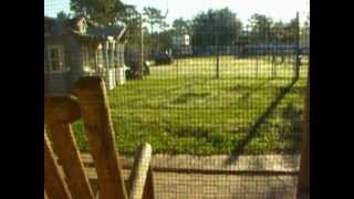 This was ONE ruffed lemur calling out!!