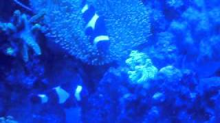 SDC10181.AVI