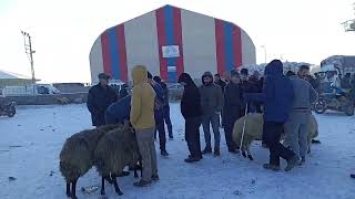 Mal Para Etmiyor Doğubayazıt Mal Meydanı Hava -30 Derece Soğuk