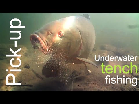 Video: Prinderea Tench