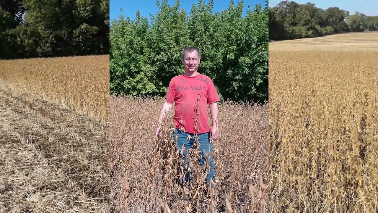 Соя 2019. Соя 2019