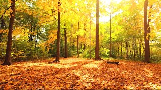 Beautiful Autumn 🍁 with Relaxing Music 💚 Cinematic Soft Piano screenshot 5