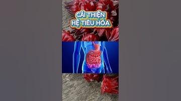 Những công dụng tuyệt vời của bông atiso đỏ | Thảo Dược THAPHACO