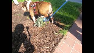 How To Collcet Urine For A Urine Ysis Test Demo Dr. Kraemer Vet4Bulldog