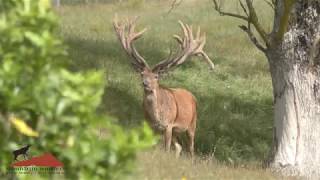 500 Class Red Stag late velvet 2018