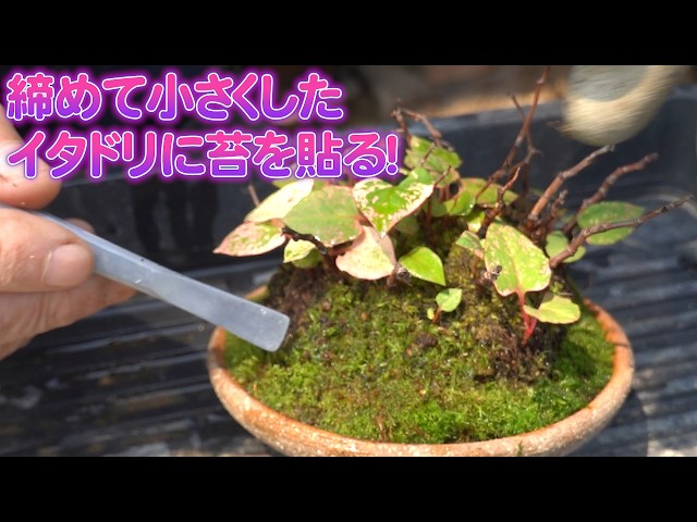 Apply moss to the knotweed that has been tightly packed. - YouTube