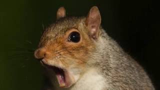 Squirrel vs WD-40
