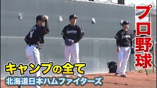 プロ野球キャンプの全て｜第1クールから最終まで【日本ハムに密着】