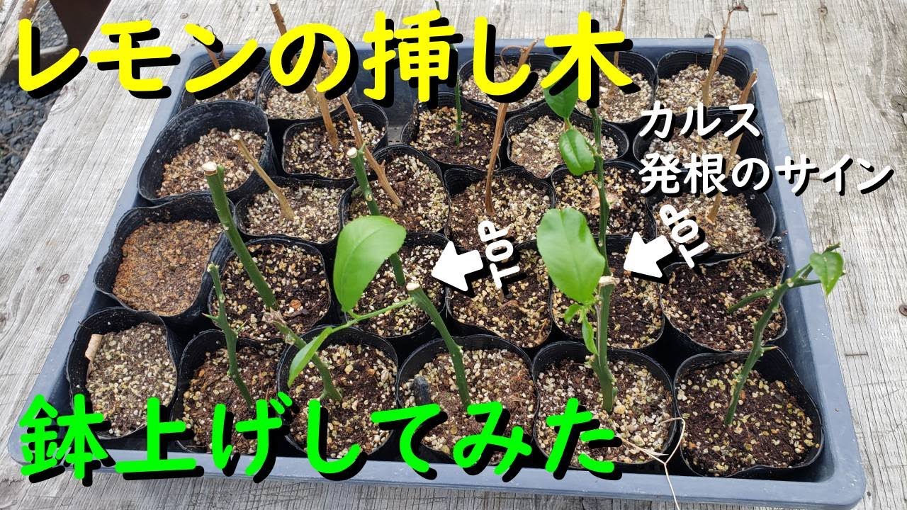 レモンの挿し木に成功しました】カルスが発根のサイン！鉢上げしてみた