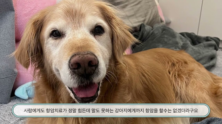 12년을 함께한 사랑하는 꽁지를 기록하며-                               (골든리트리버 유전병 , 시한부 반려견의 마지막 #골든리트리버 #반려견이별