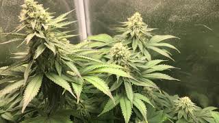Scoobyblue Clones  week 6 flower greenbody genetics