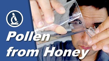 🔬 056 - How to look at POLLEN from HONEY under the microscope | Microscopy