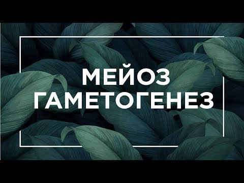 Мейоз, гаметогенез | ЕГЭ Биология | Даниил Дарвин