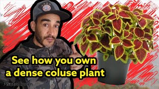 شاهد كيف تمتلك نبات السجاد كثيف