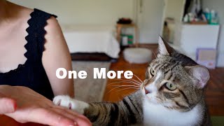 Cat politely asking for more share