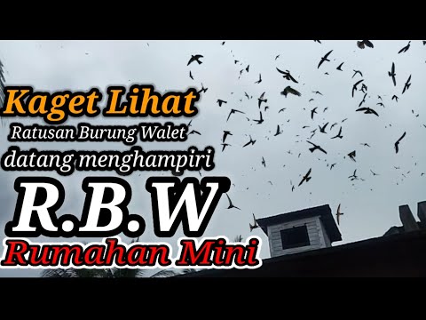 CARA MEMILIH SUARA WALET YANG BAGUS DAN MAMPU MENDATANGKAN WALET LEBIH BANYAK