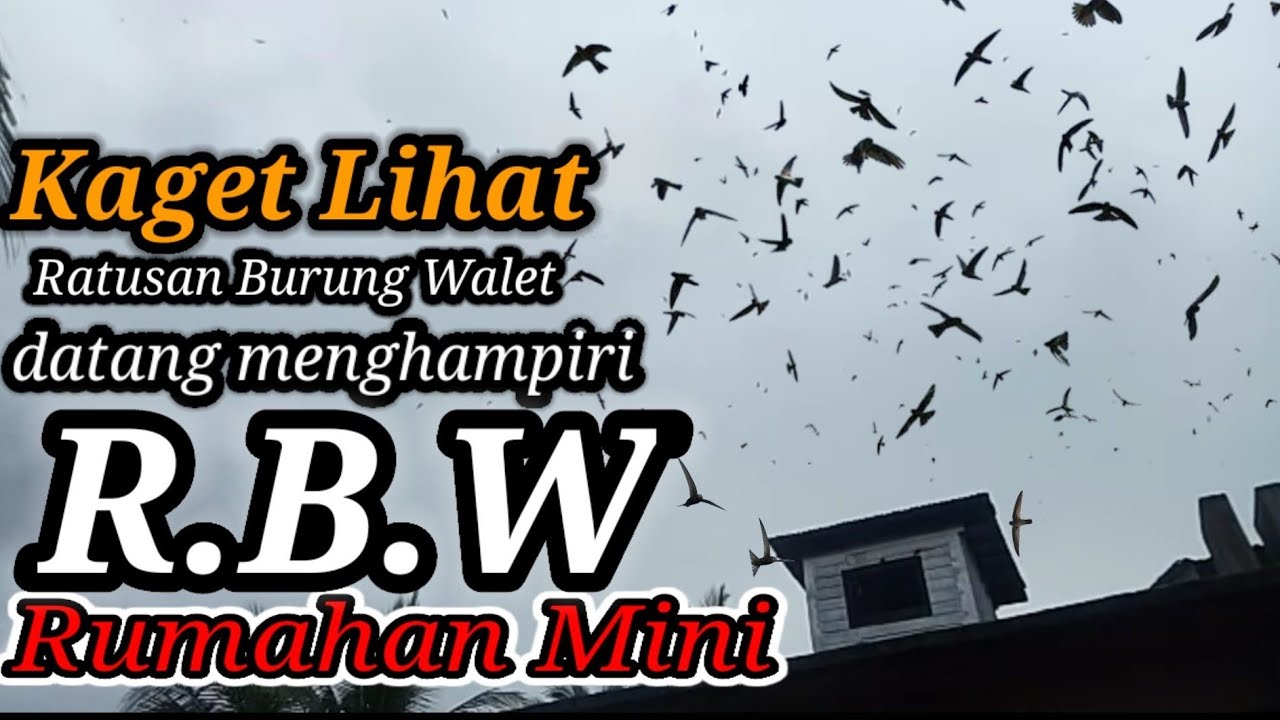 Suara SP Walet / suara panggil,tarik inap sedot Anakan Joss / suara sp walet terbaik