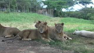 Lion Opens Car Door!!