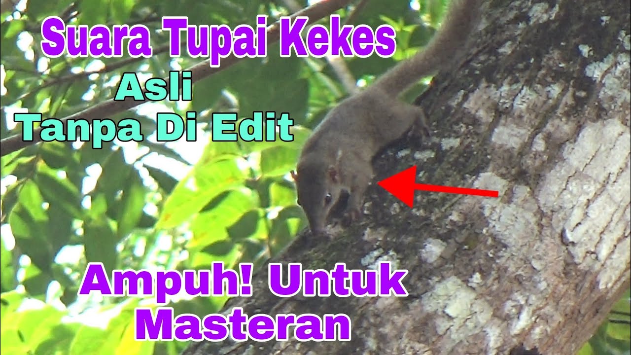 Suara tupai kekes asli direkam langsung dari alam untuk masteran burung || Sangat ampuh ||