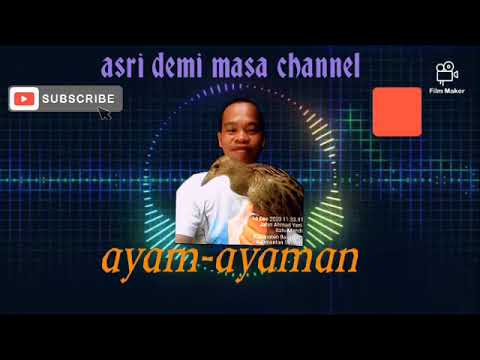Suara pikat Burung ayam-ayaman