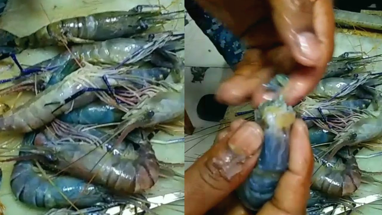 how to cleaning & cutting  shrimp japanese style বড় চিংড়ি মাছ কাটা