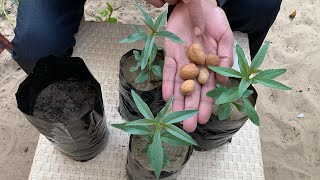 زراعة اللوز من البذور بطريقة جديدة وسريعة ومضمونة ?وكمية شتلات كتير ومجانية Almond
