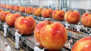 Inside A Modern Peach Jam Processing Plant From Farm To Canned Peaches The Whole Pocess