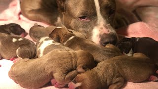 Newborn Pitbull puppies, Hulk grandpuppies