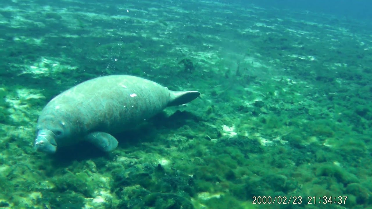 Baby manatee fly-by...