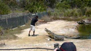 Koorana Crocodile Farm, Australia - farmer feeding Crocodile