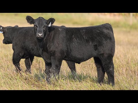 Reimann Ranch : Tag 81 - YouTube